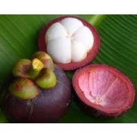 mangosteen-200mg-60-capsulas-1.png